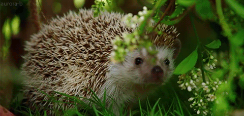 Їжак нюхає